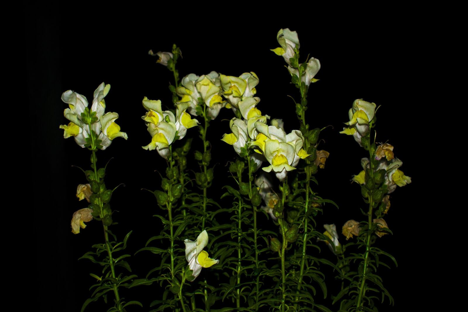 Nikon D3300 sample photo. Flowers, white, yellow photography