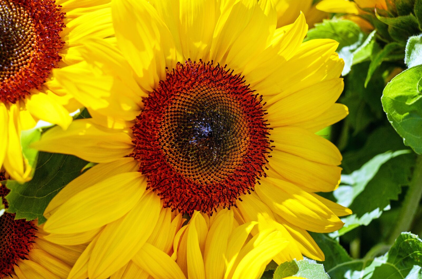 Fujifilm X-T10 + Fujifilm XF 35mm F1.4 R sample photo. Sunflower, flower, blossom photography