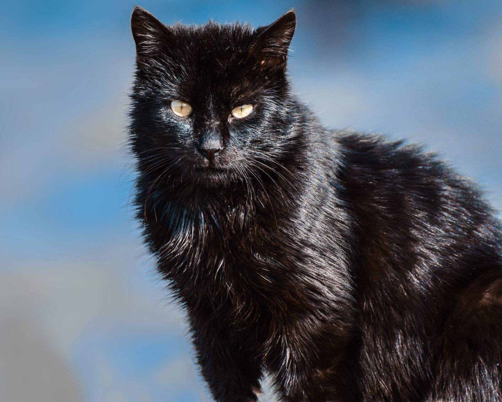 Nikon D3400 sample photo. Cat, animal, cat portrait photography