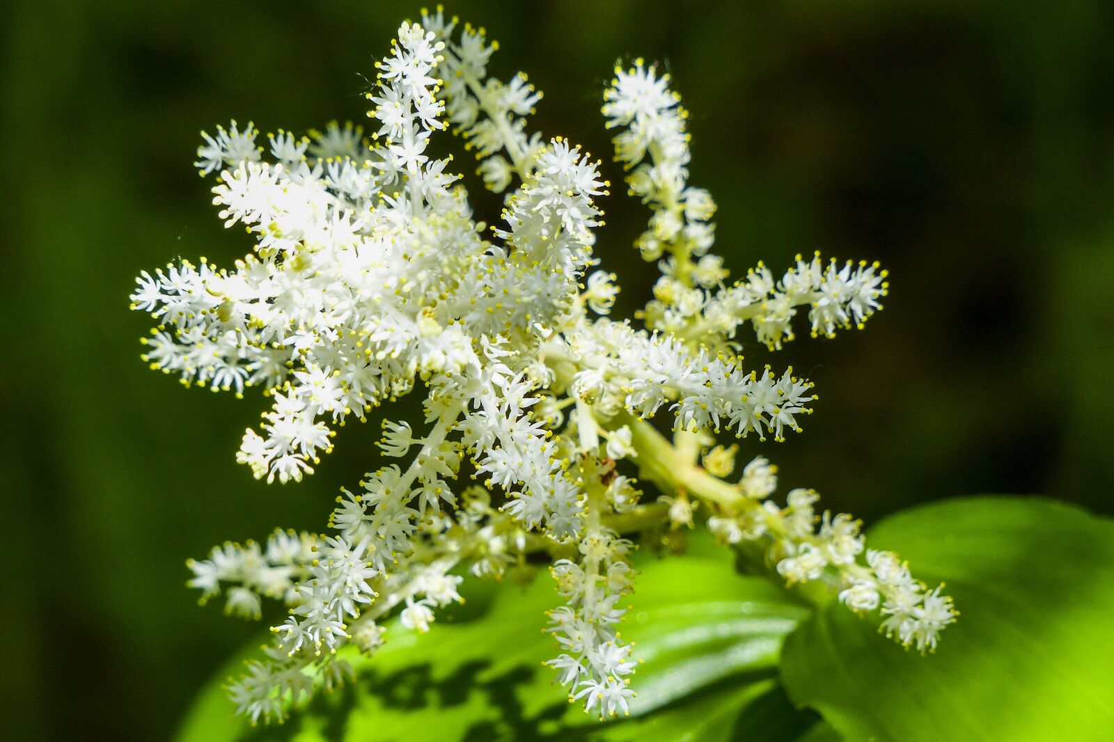Panasonic Lumix DMC-FZ200 sample photo. Wildflower, white, flower photography