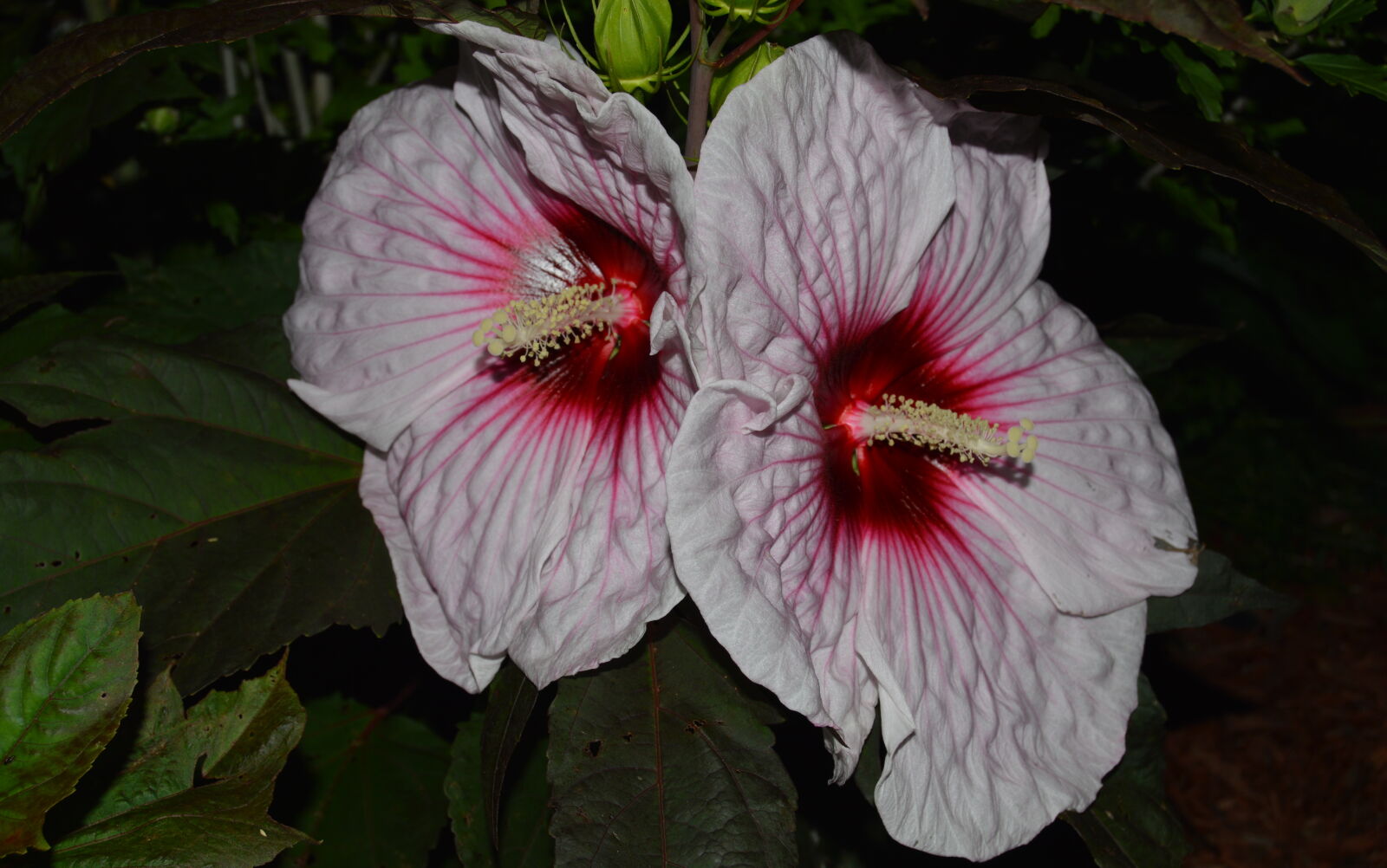 Nikon D3200 sample photo