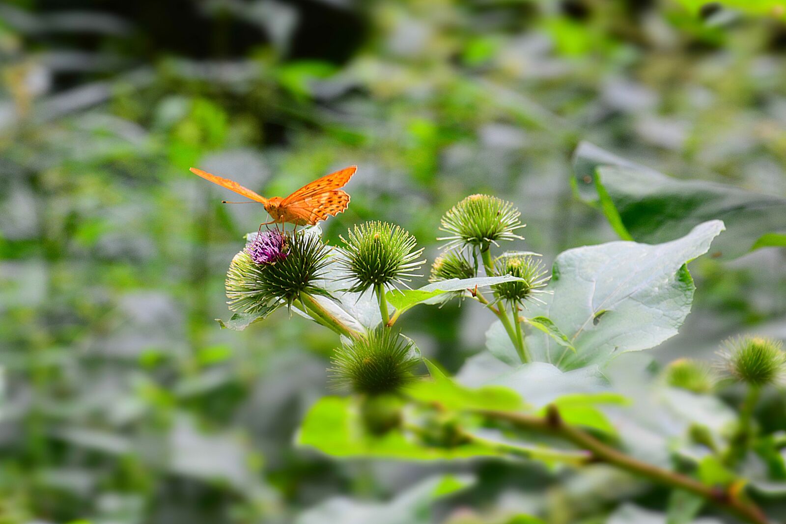 Nikon D5200 sample photo. Butterfly, nature, macro photography
