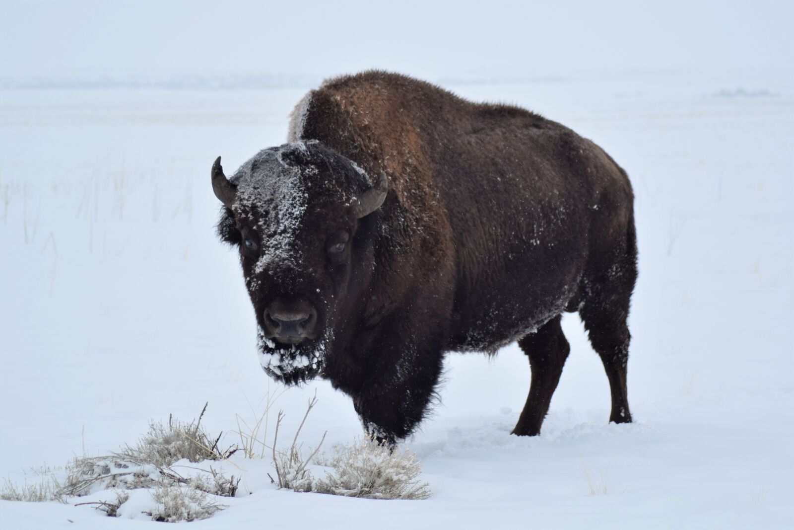 Nikon D3300 sample photo. Bison, buffalo, winter photography