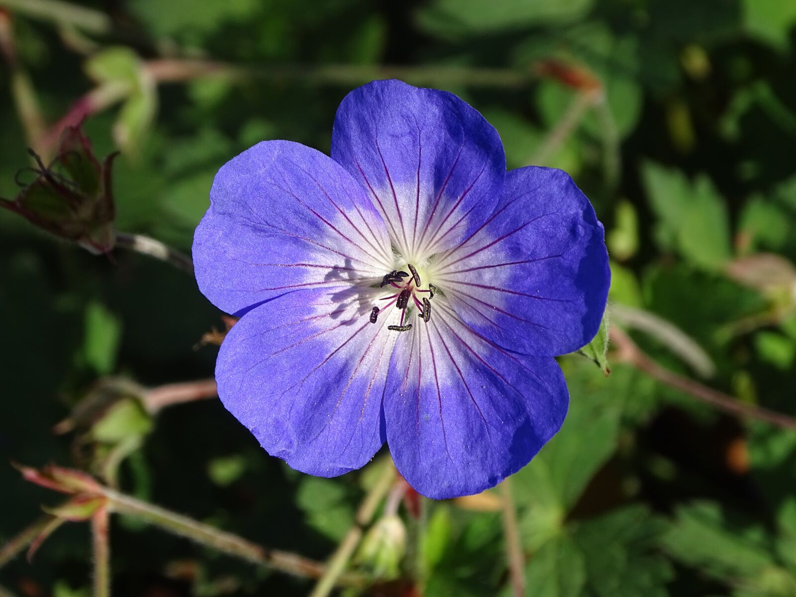 Sony Cyber-shot DSC-HX400V sample photo. Geranium hardy rozanne, flower photography