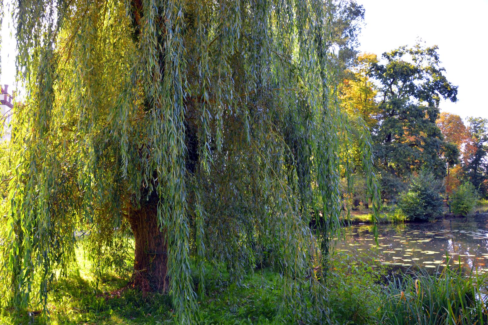 Nikon D3200 sample photo. Pasture, weeping willow, trees photography