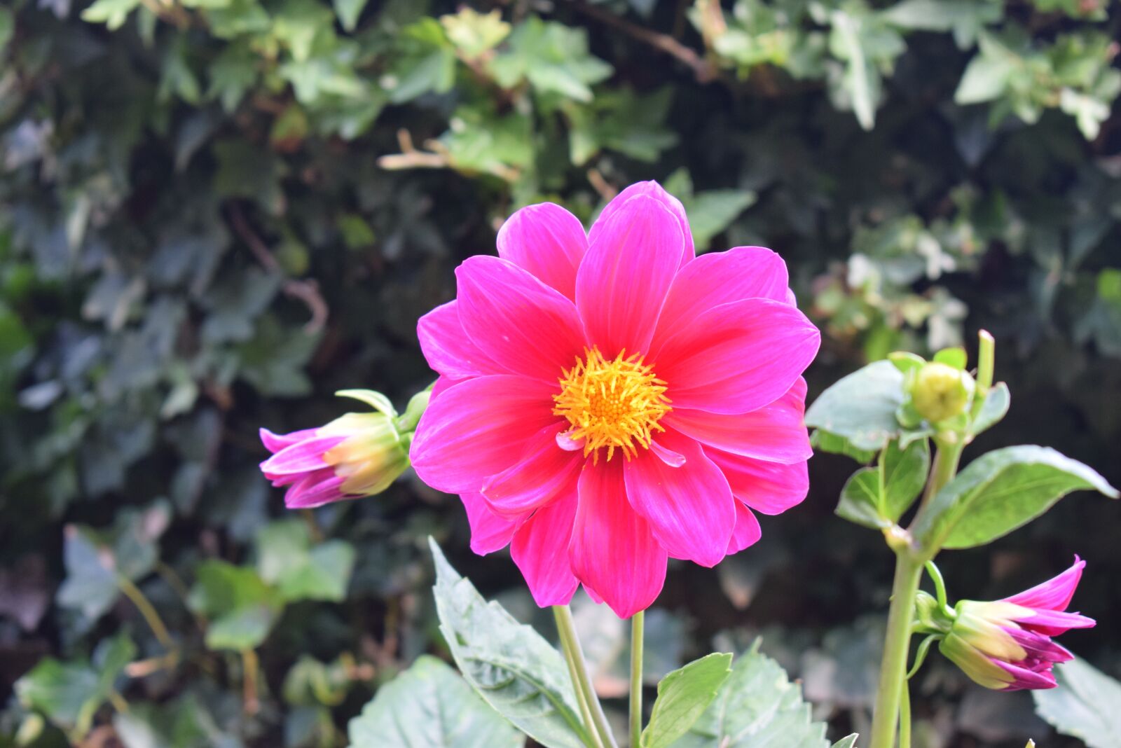 Nikon D5300 sample photo. Flower, beautiful, amazing photography