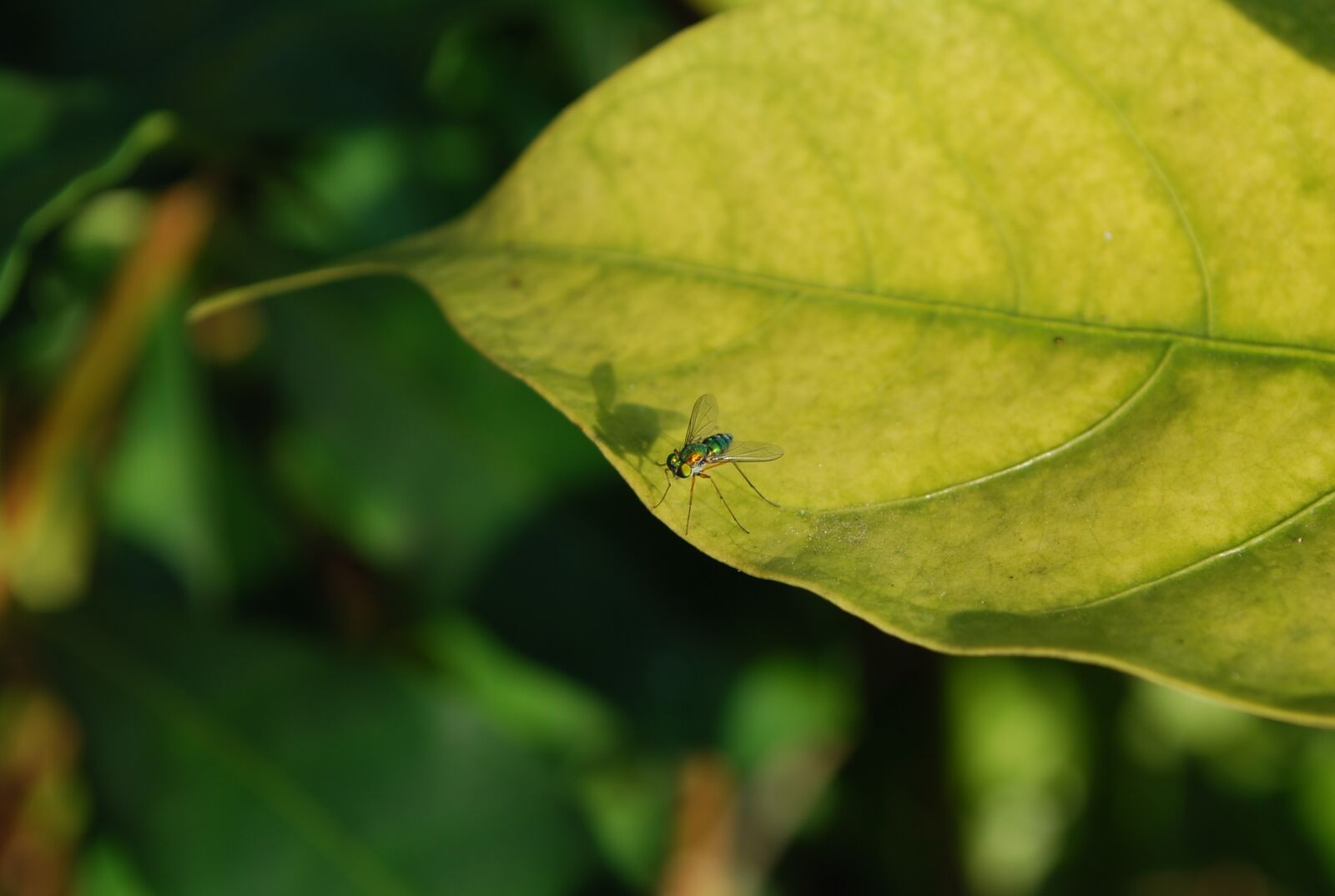 Nikon D60 sample photo. Fly, shadow, color photography
