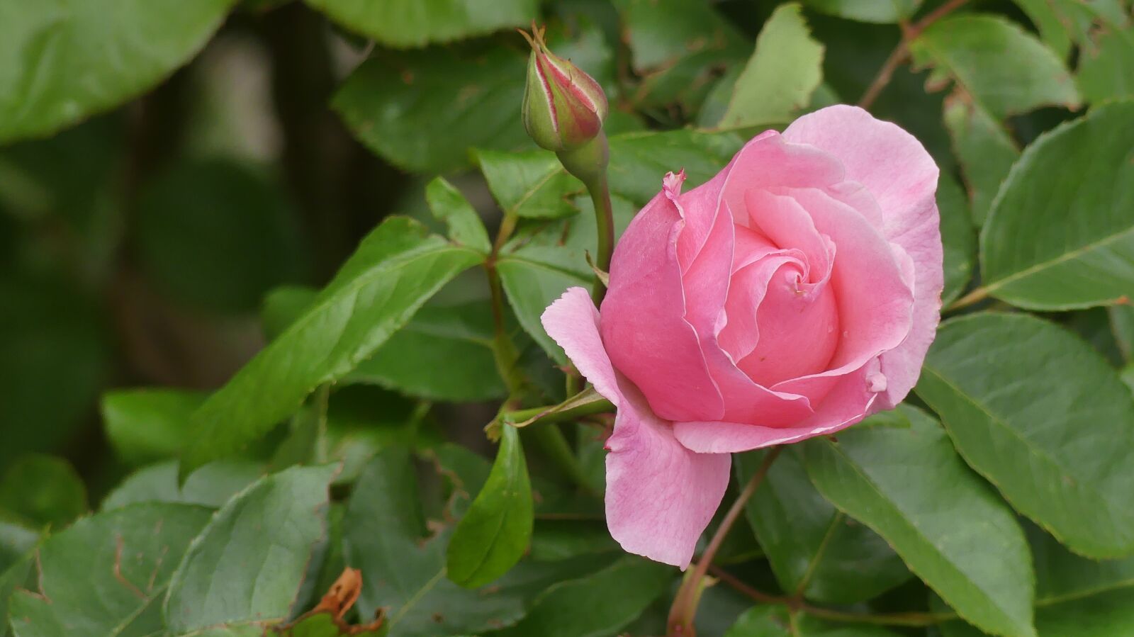 Panasonic Lumix DMC-FZ300 sample photo. Garden, rose, flower photography