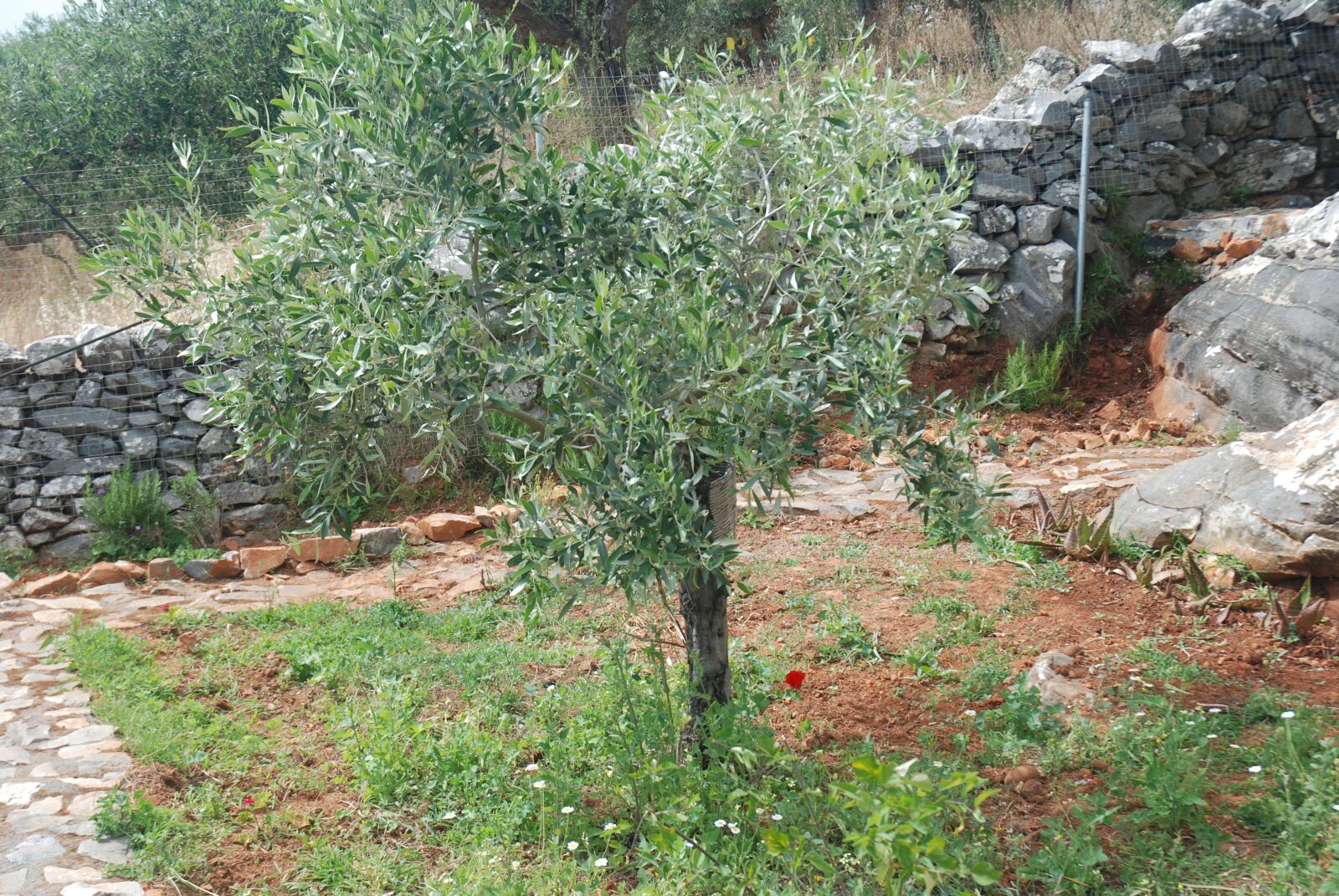 Nikon D80 sample photo. Olive, tree, nature photography