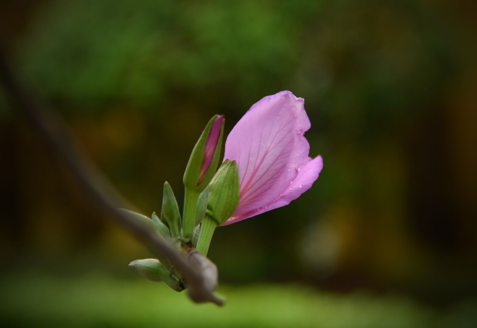 Nikon D7200 sample photo. Purple, gentle, flowers photography