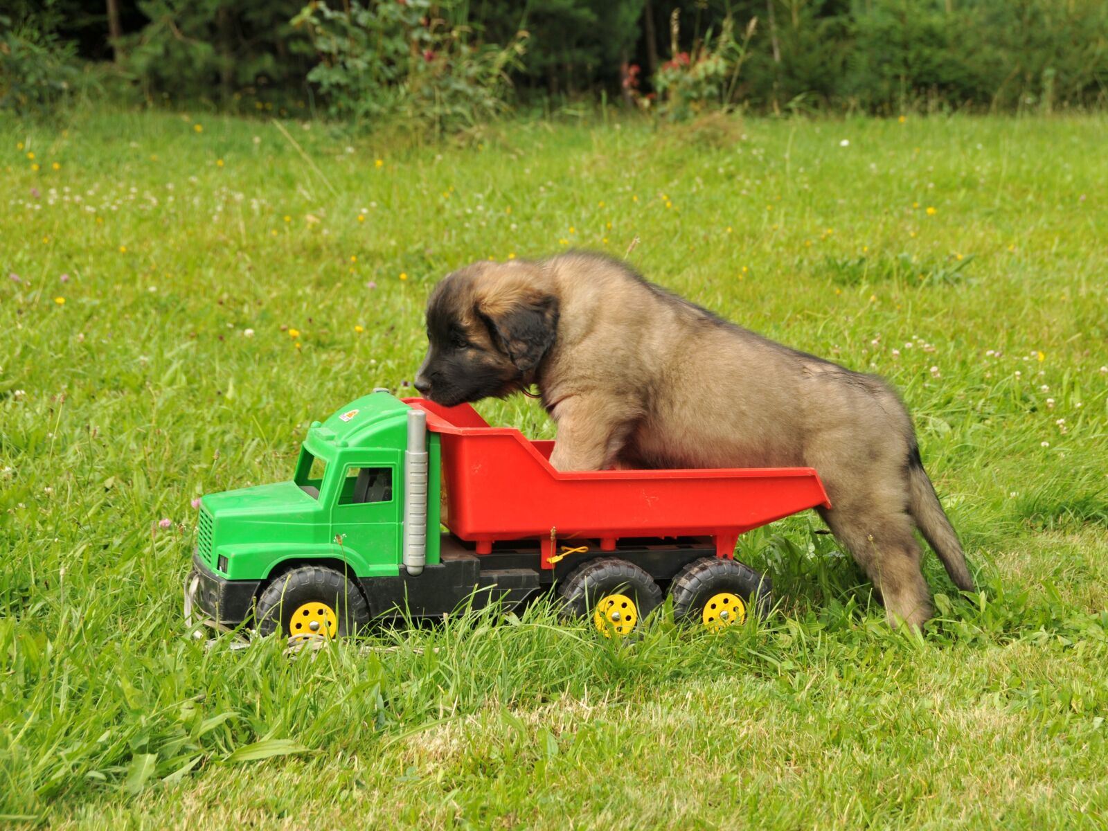 Nikon D300 sample photo. Leonberger, dog, puppy photography