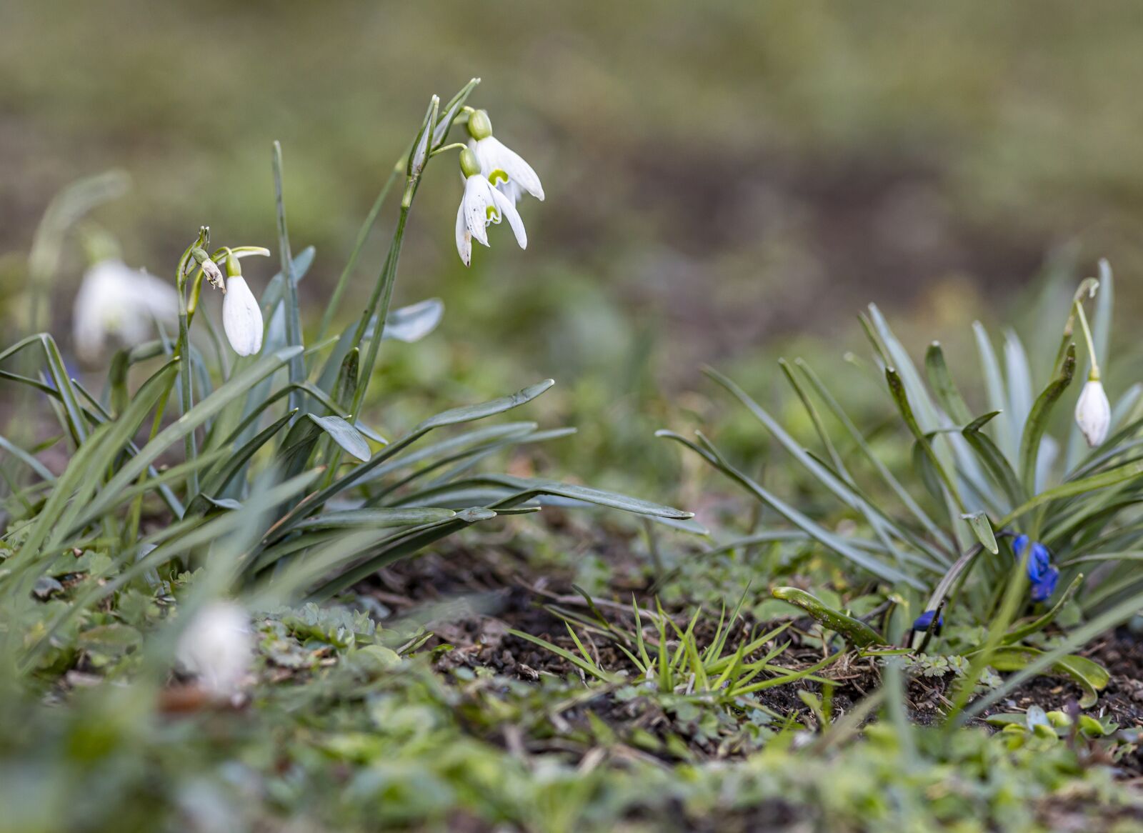 Canon EF 300mm F4L IS USM sample photo. Nature, snowdrop, plant photography