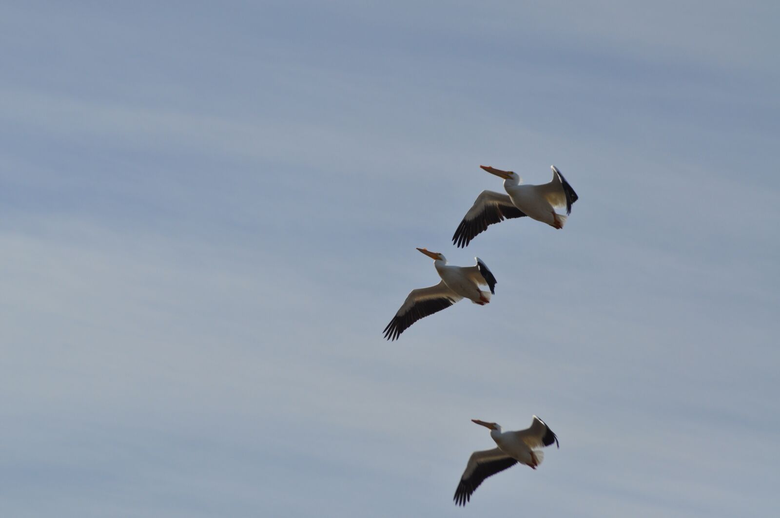 Nikon D5000 sample photo. Flight, pelicans, birds photography