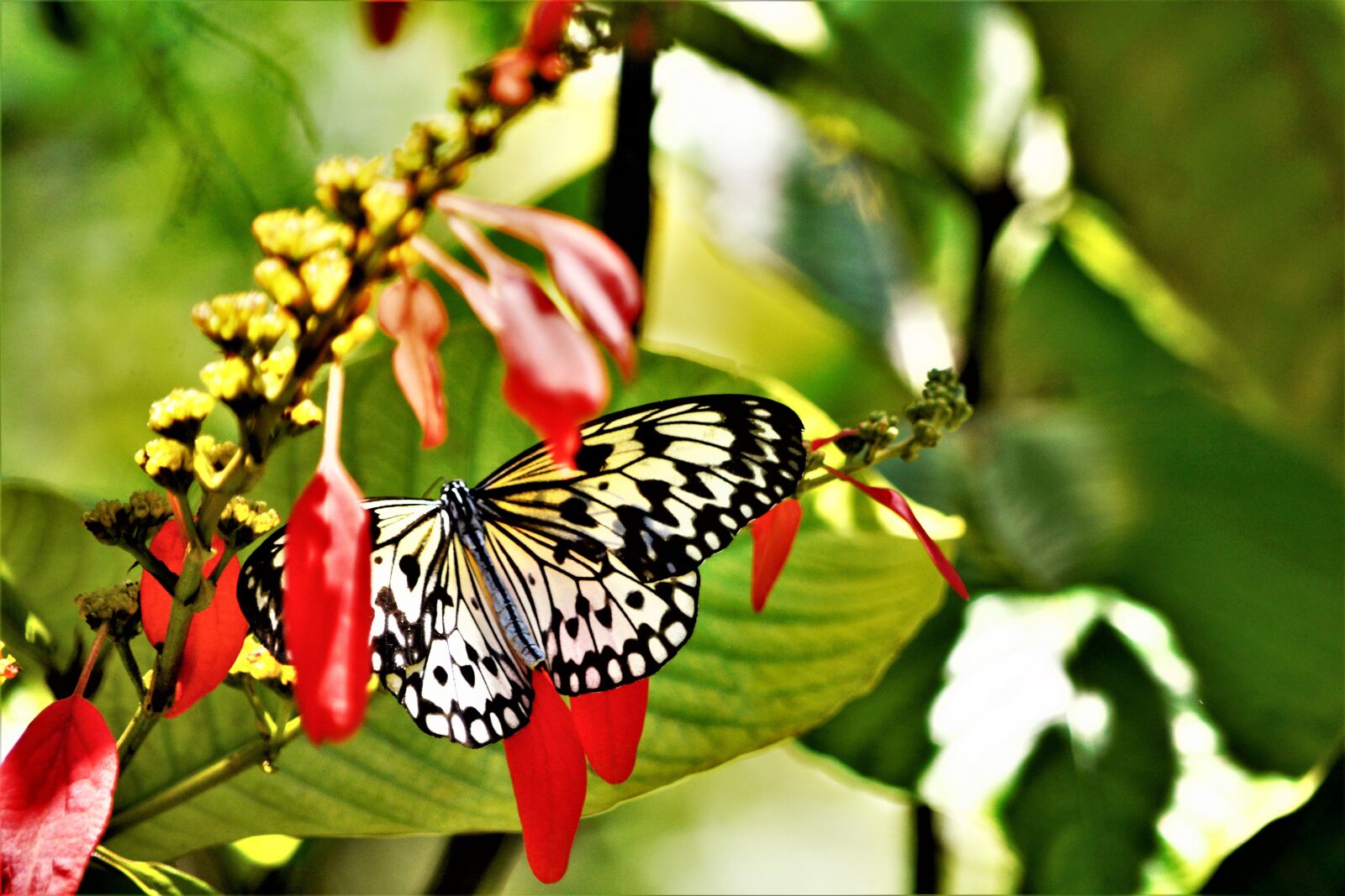 Nikon D7100 sample photo. Butterfly, large, colorful photography