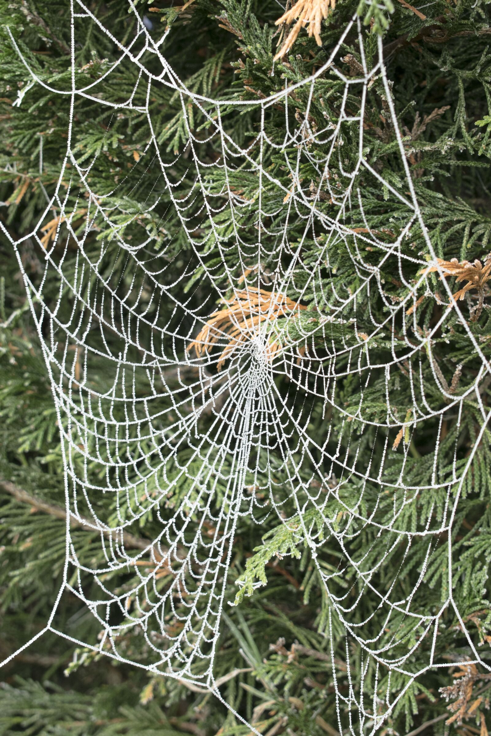 Nikon D5300 sample photo. Spider web, tree, ice photography