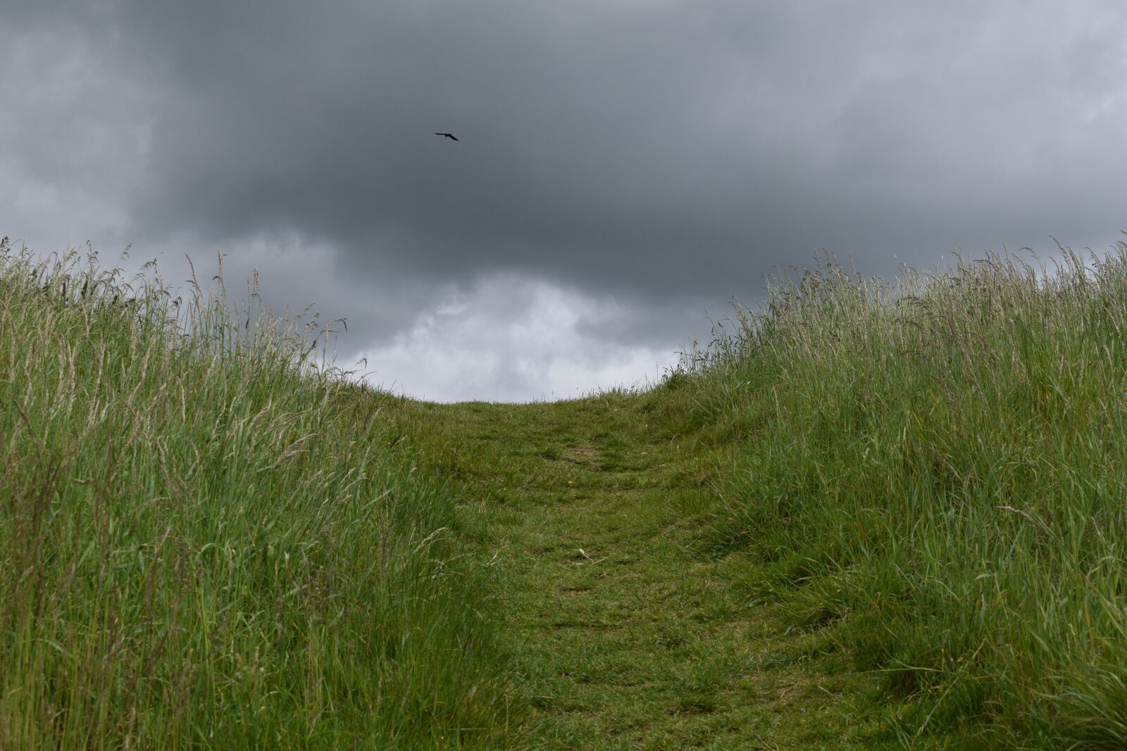 Nikon D3300 sample photo. Horizon, grass, cloud photography