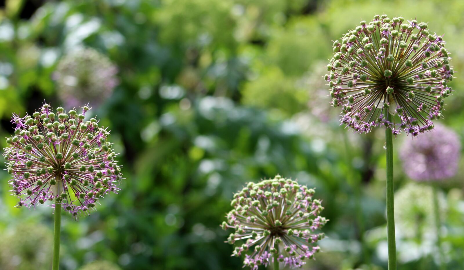 Canon EF75-300mm f/4-5.6 sample photo. Flower, flora, nature photography