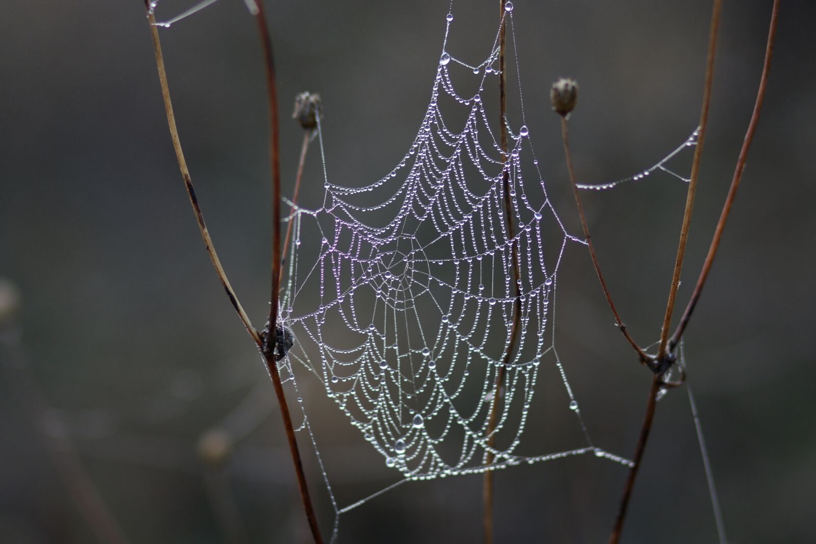 Canon EF 85mm F1.8 USM sample photo. Spider web, drops, wet photography