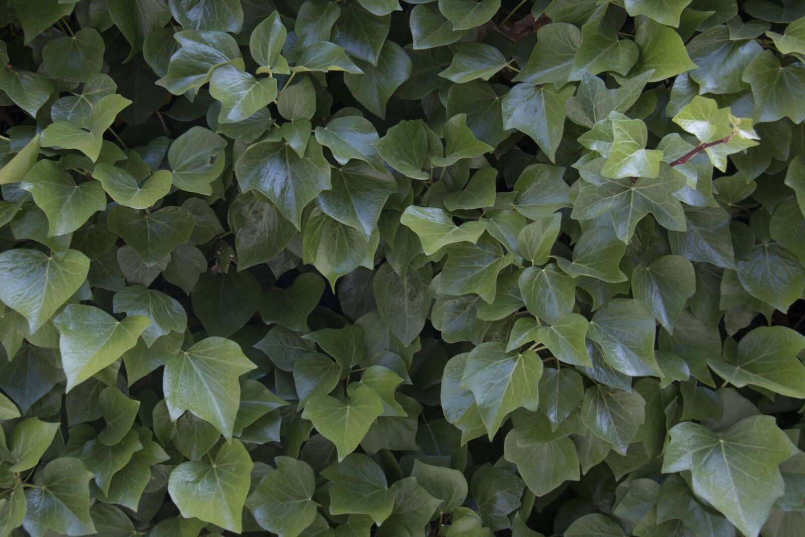 Canon EF-S 18-200mm F3.5-5.6 IS sample photo. Green leaves, nature, plant photography