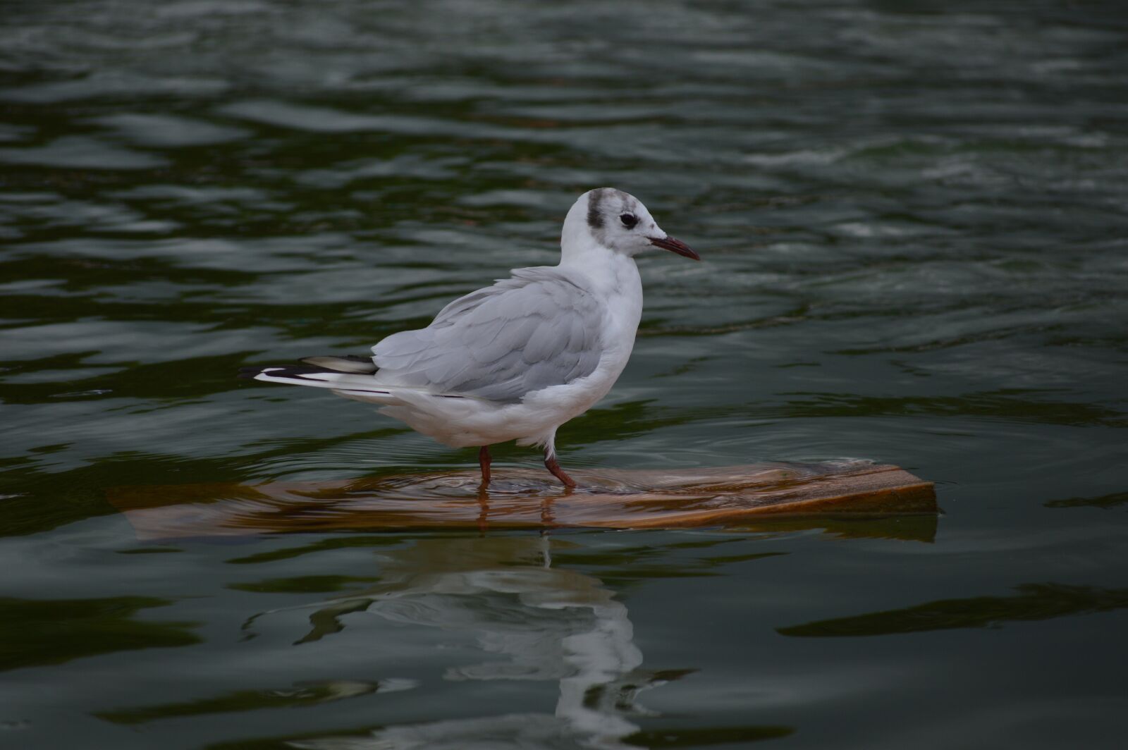 Nikon D3200 sample photo. Bird, water, wildlife photography