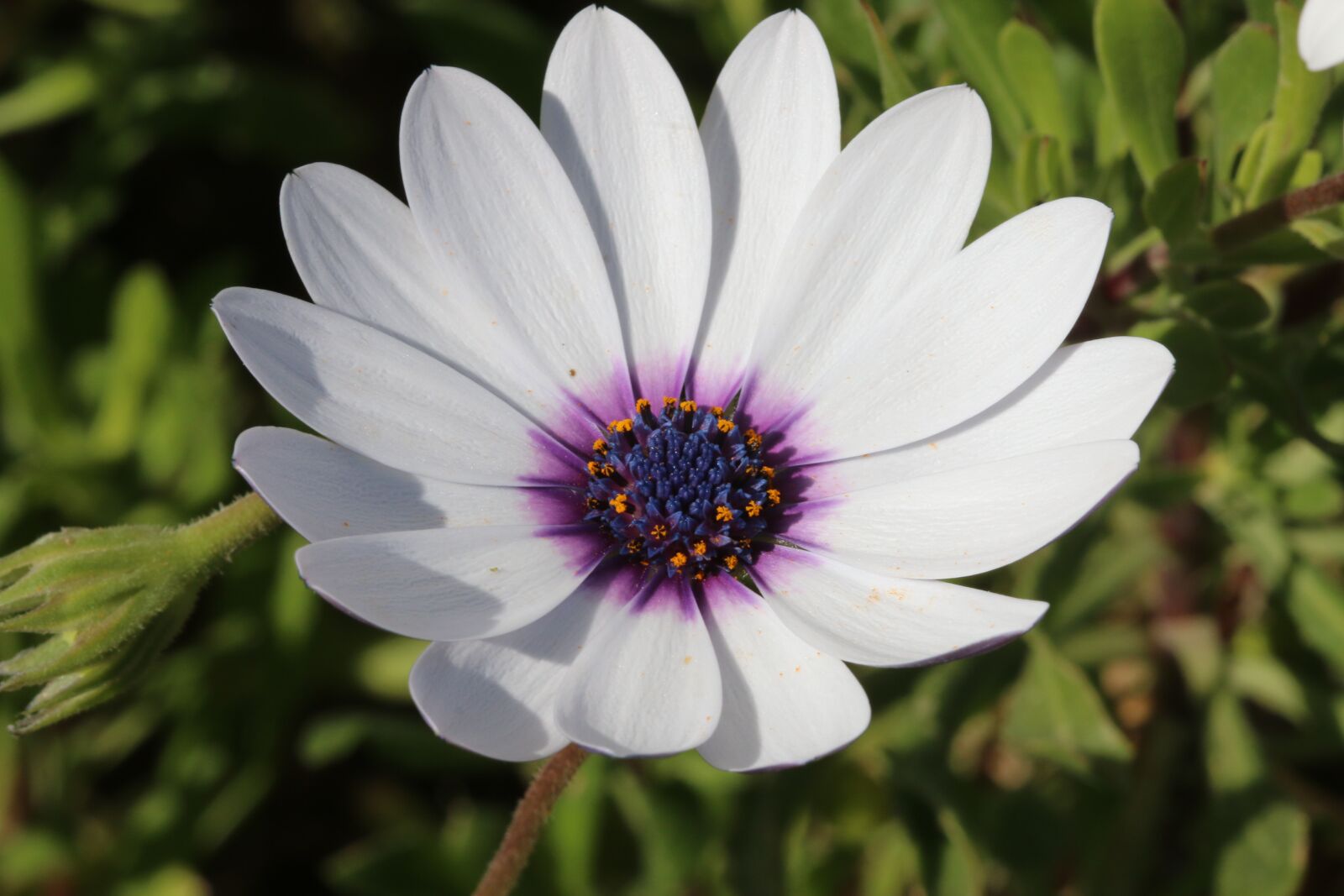 Canon EOS 70D + Canon EF 100mm F2.8 Macro USM sample photo. White, pink, flower photography