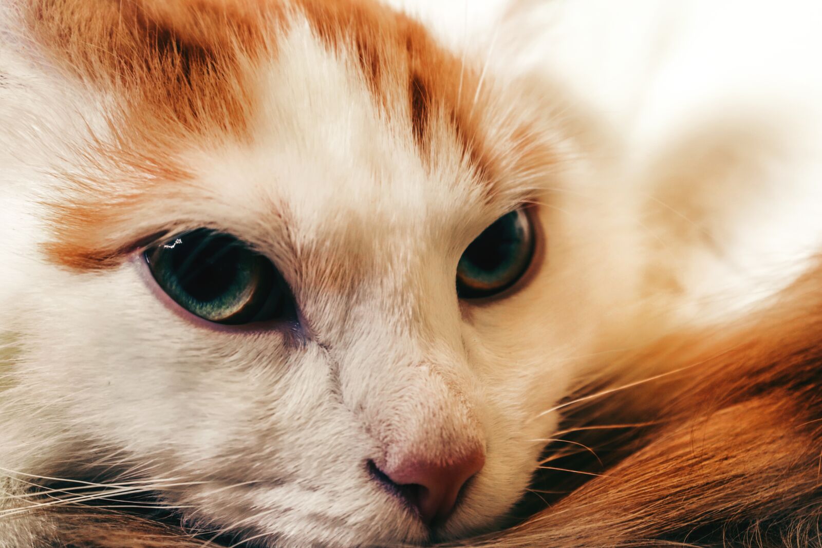 Canon EOS 200D (EOS Rebel SL2 / EOS Kiss X9) sample photo. Red-headed cat, portrait, cat photography