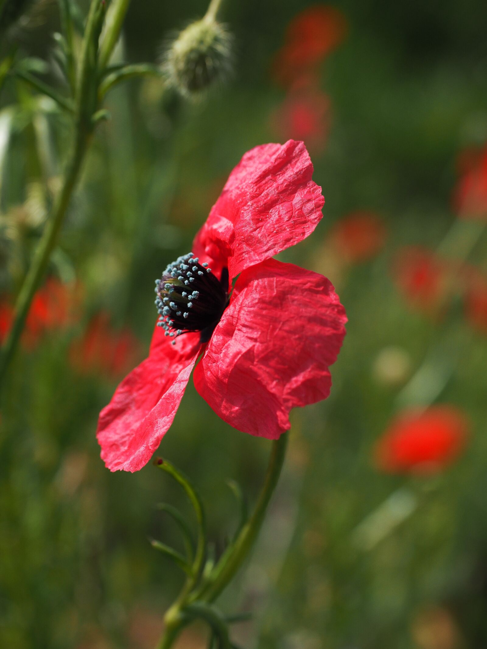 Olympus OM-D E-M1 + Olympus M.Zuiko Digital ED 12-40mm F2.8 Pro sample photo. Poppy flower, purple, deep photography