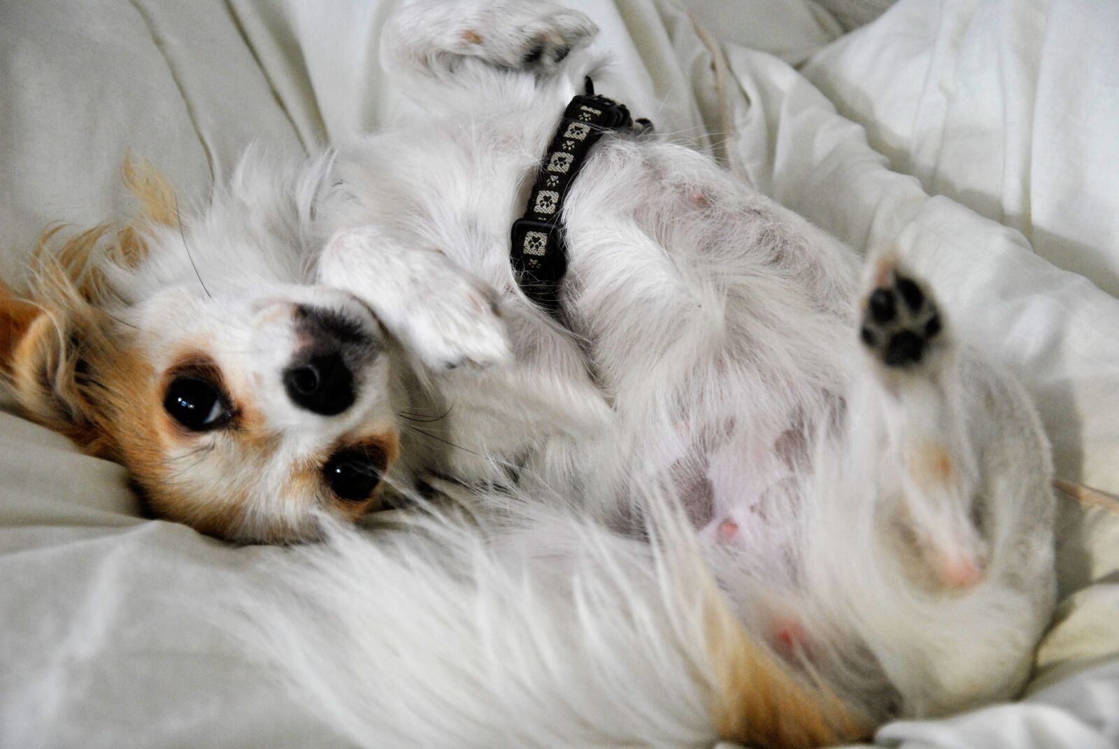 Nikon D3000 sample photo. Dog, cute, dog look photography