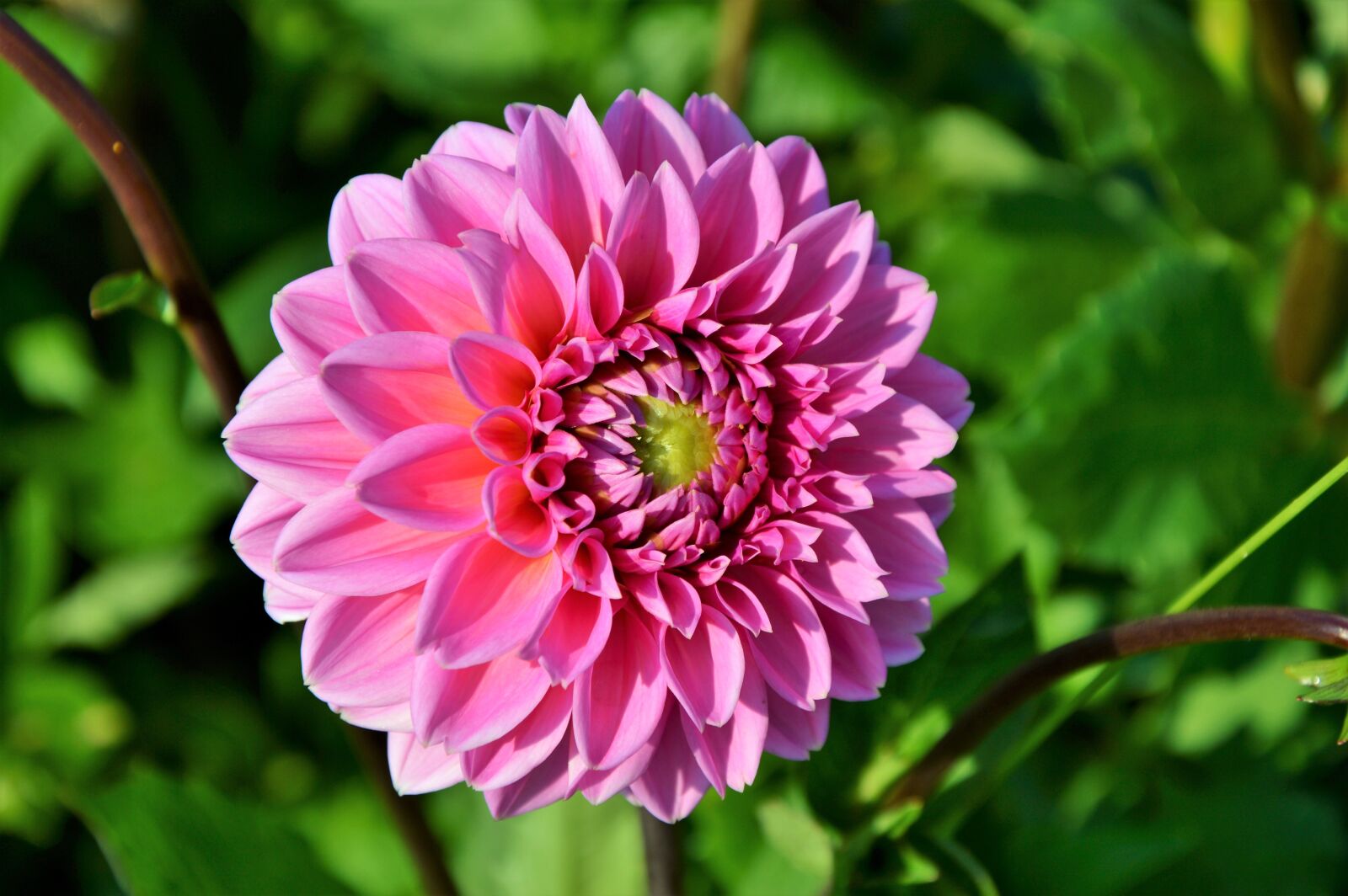 Nikon D3200 sample photo. Dahlia, dahlia flower, flower photography