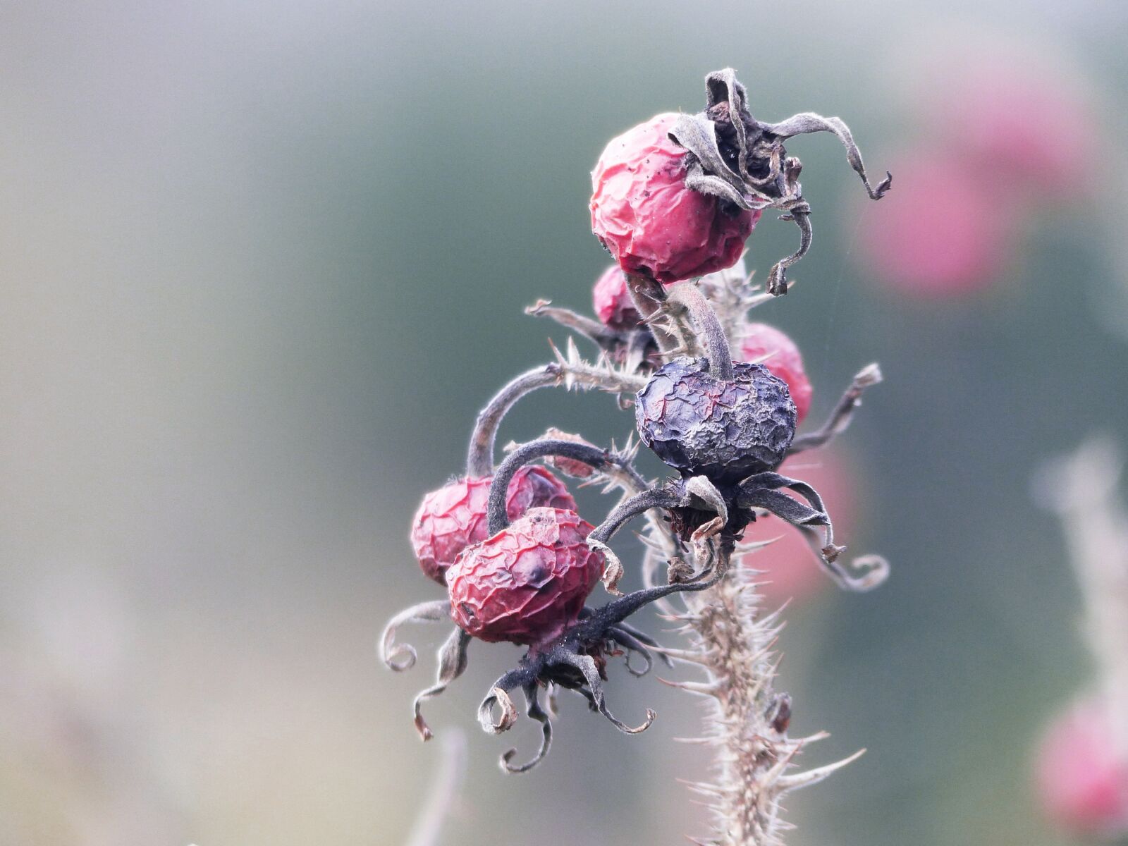 Panasonic Lumix DMC-FZ200 sample photo. Nature, rose hip, transient photography