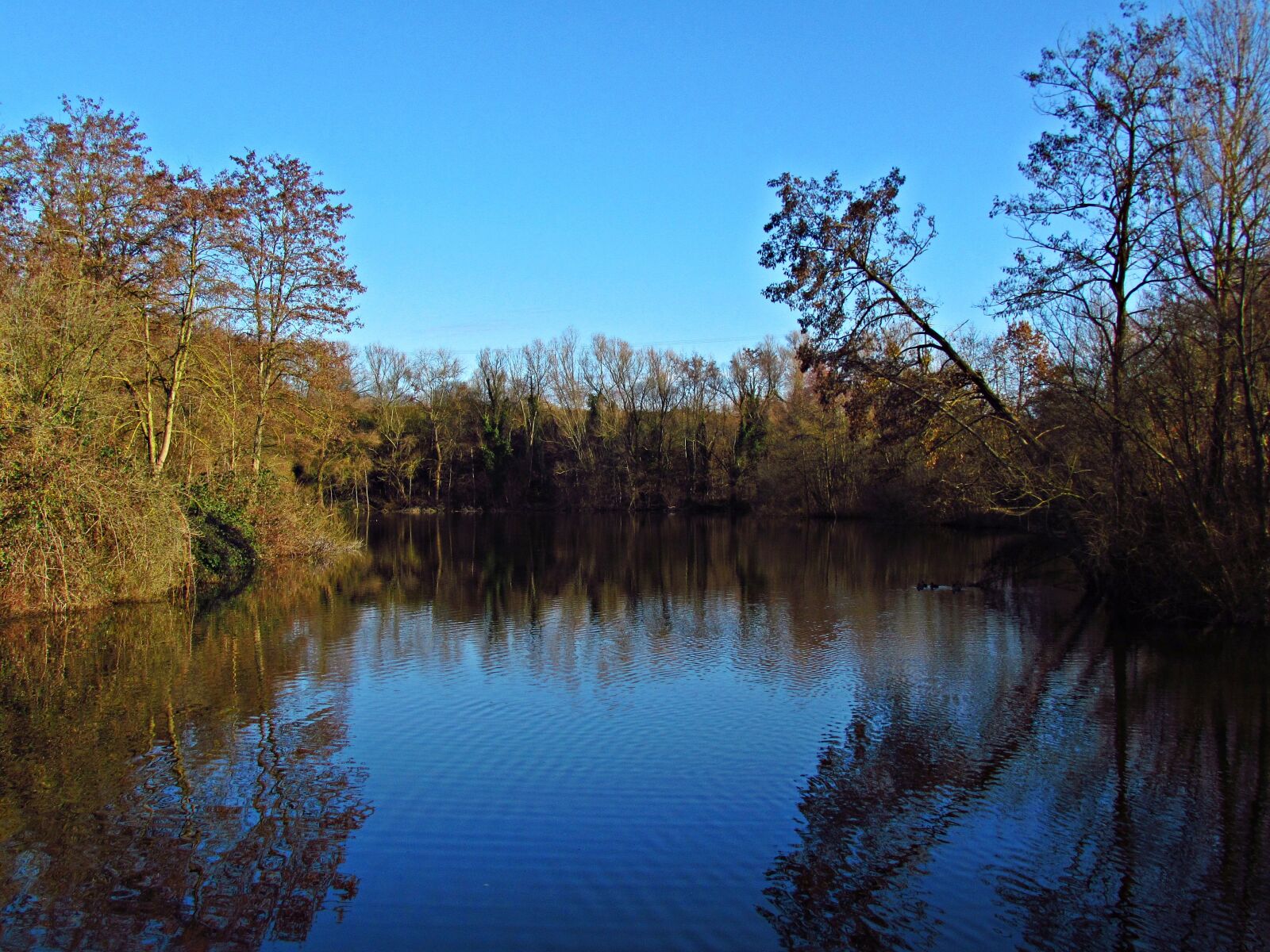 Canon PowerShot SX30 IS sample photo. Pond, forest, tree photography