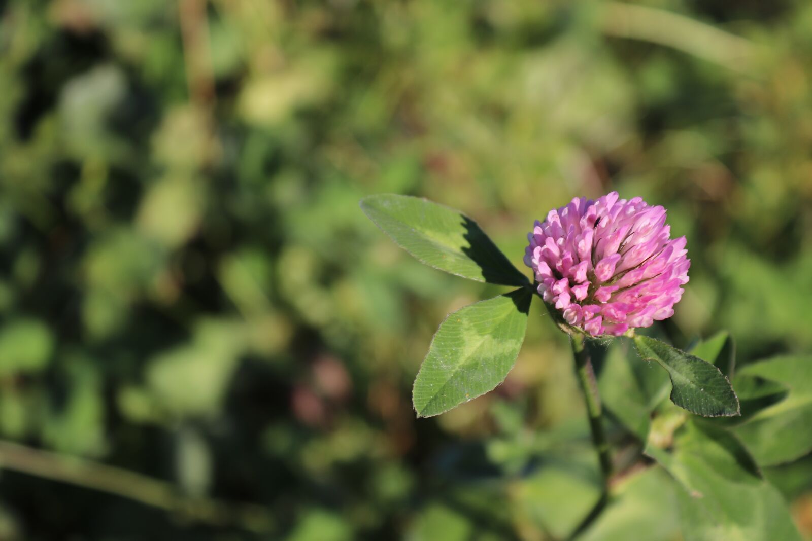 Canon EOS 200D (EOS Rebel SL2 / EOS Kiss X9) sample photo. Klee, red clover, blossom photography