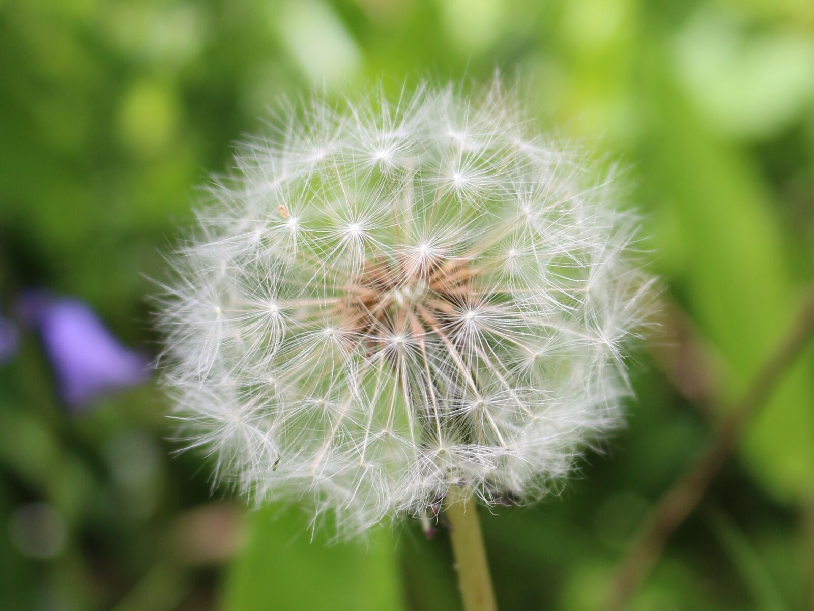 Canon EOS 70D + Canon EF-S 18-55mm F3.5-5.6 IS STM sample photo. Dandelion, spring, wild photography