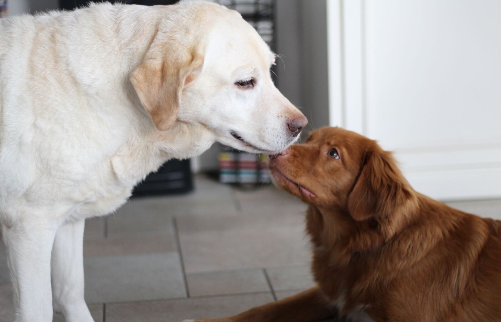 Canon EOS 600D (Rebel EOS T3i / EOS Kiss X5) sample photo. Retrievers, play, boyfriends photography