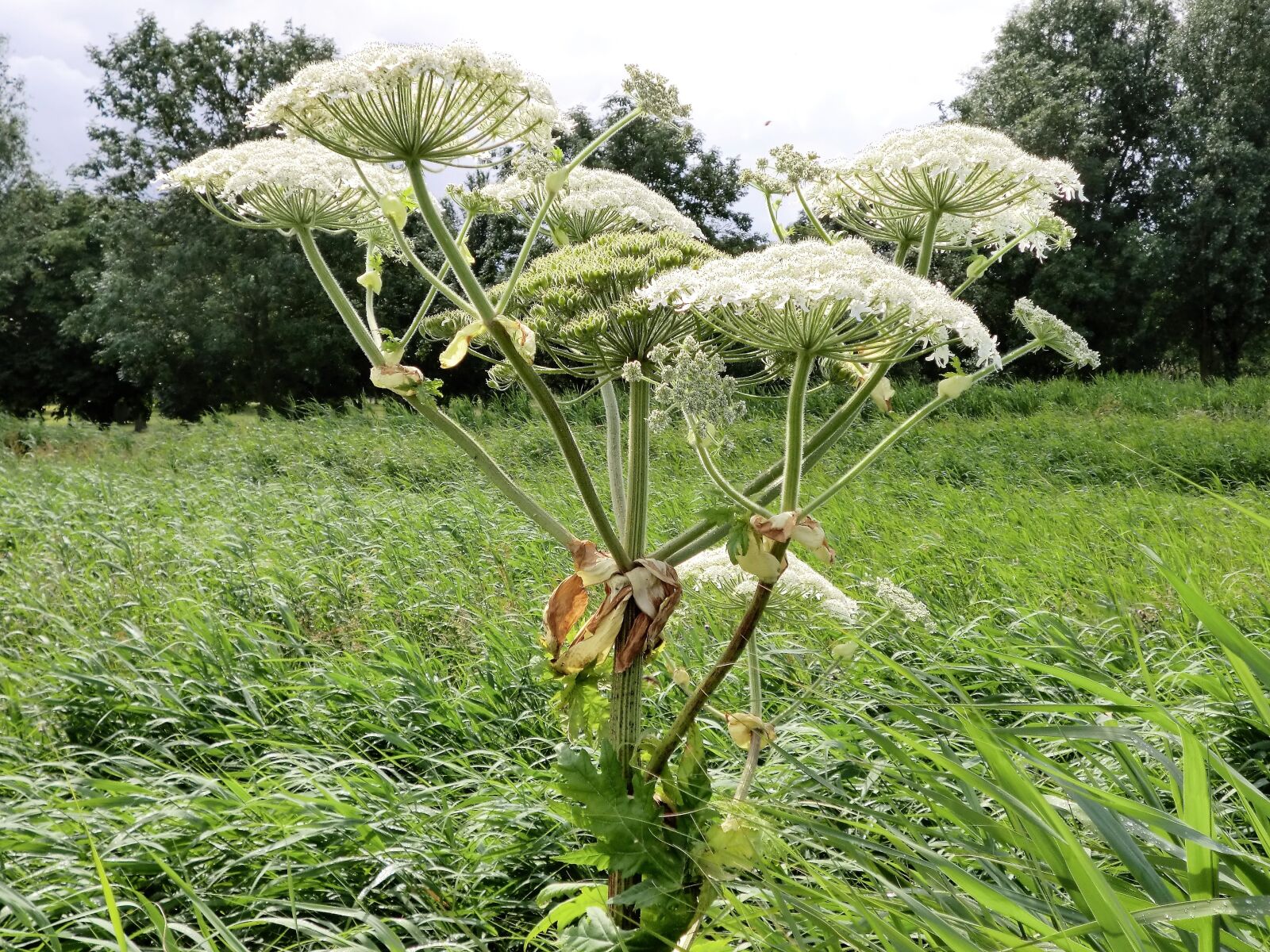 CASIO EX-Z800 sample photo. Nature, hogweed, screen flower photography