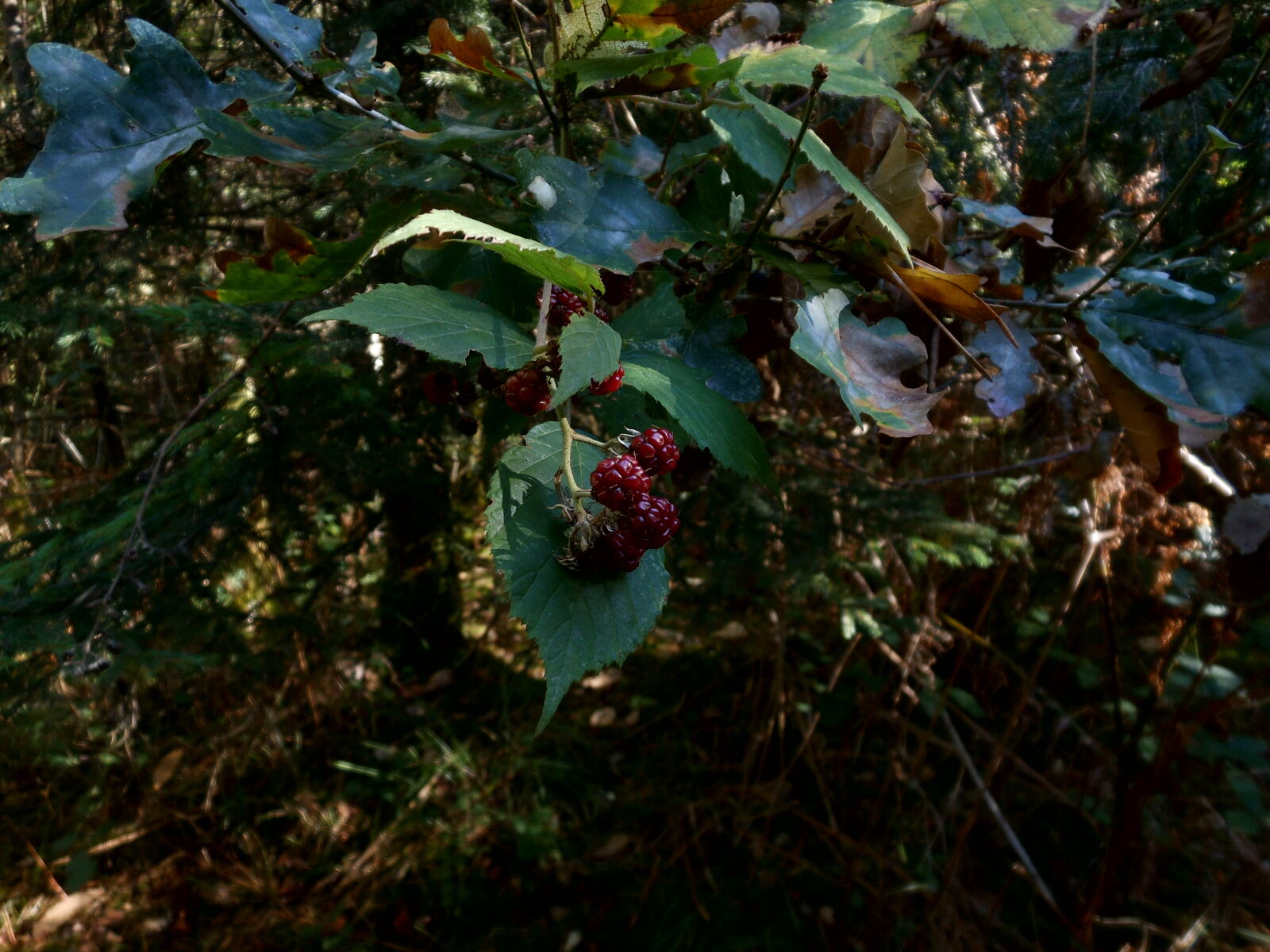 Nikon Coolpix S6200 sample photo. Autumn, berries, forest, france photography