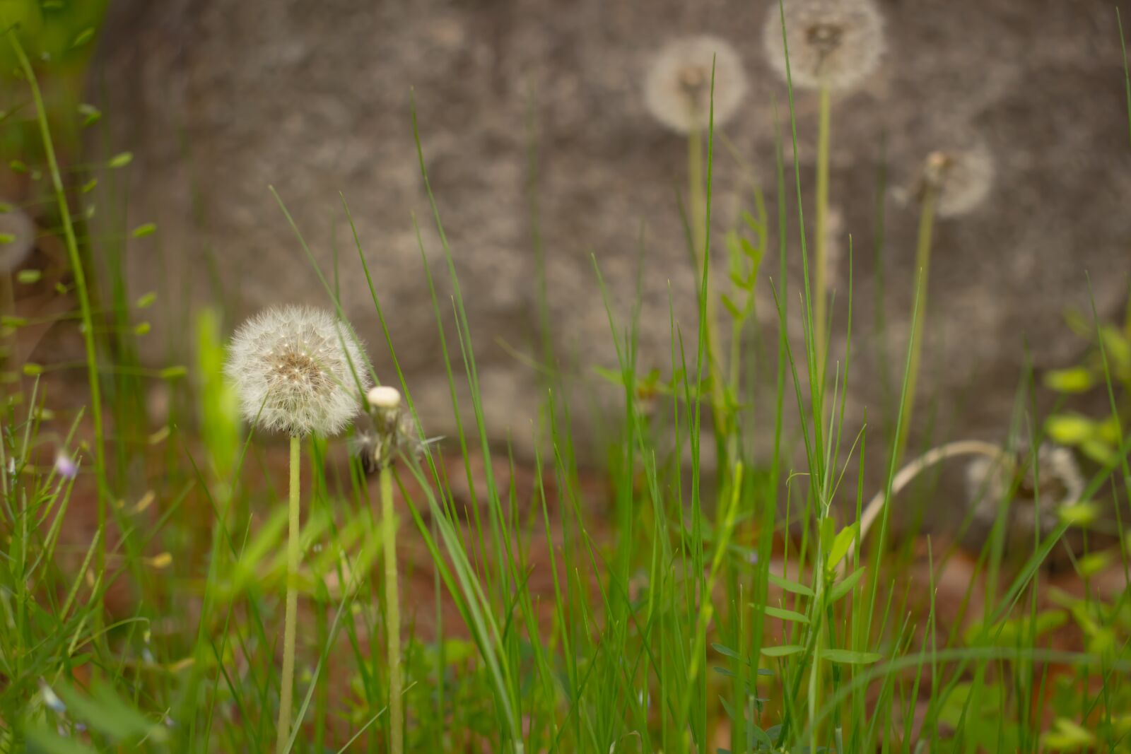 Canon EOS 800D (EOS Rebel T7i / EOS Kiss X9i) sample photo. Dandelion, seeds, flowers photography