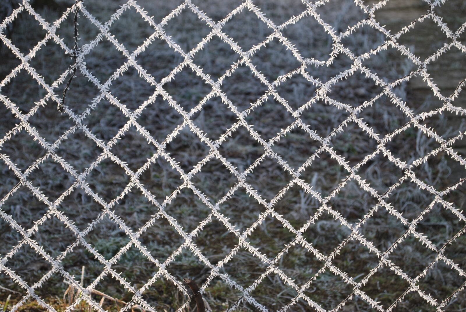 Nikon D3000 sample photo. Wire, net, nature photography