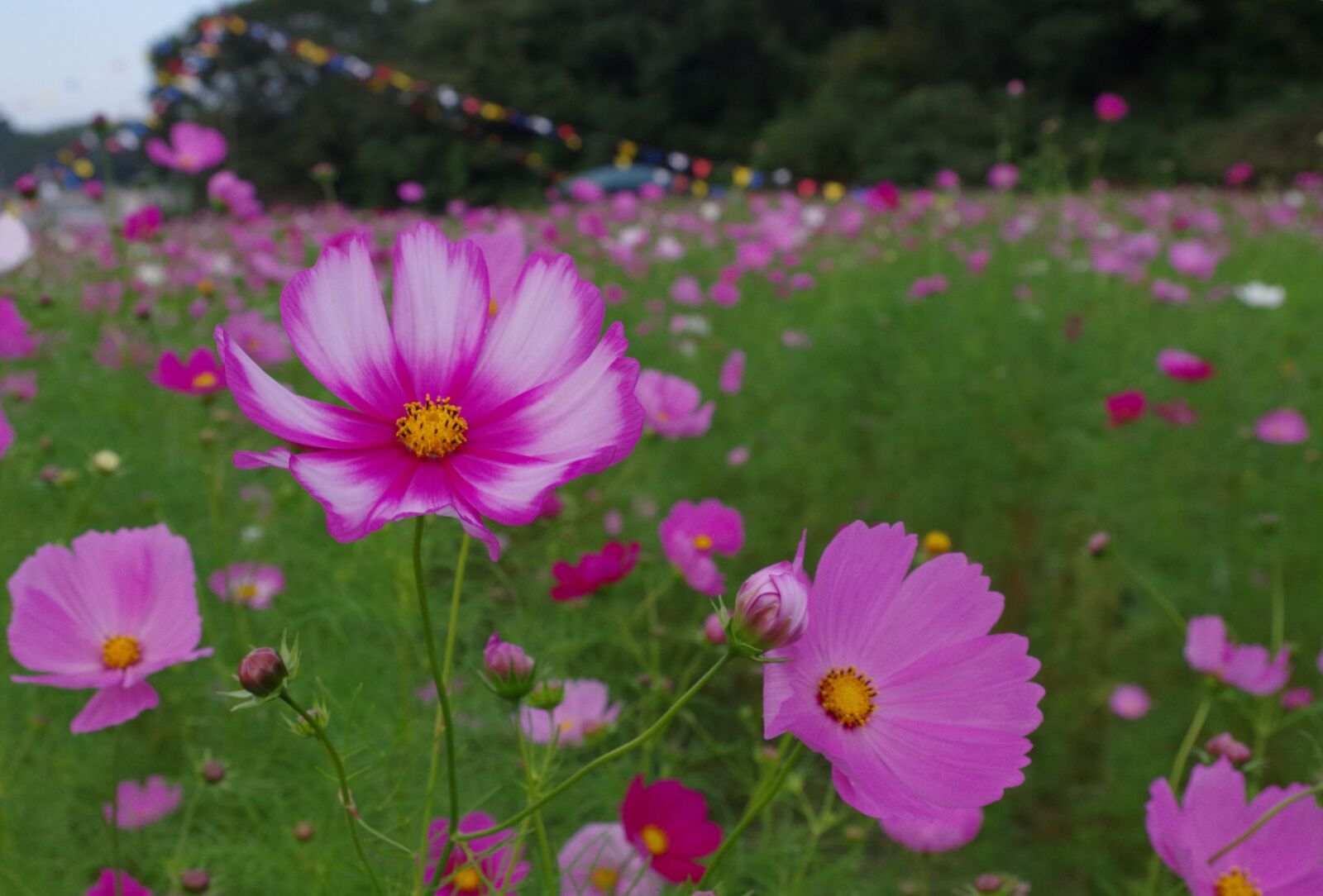 Pentax K-50 sample photo. Cosmos, autumn, autumn cherry photography