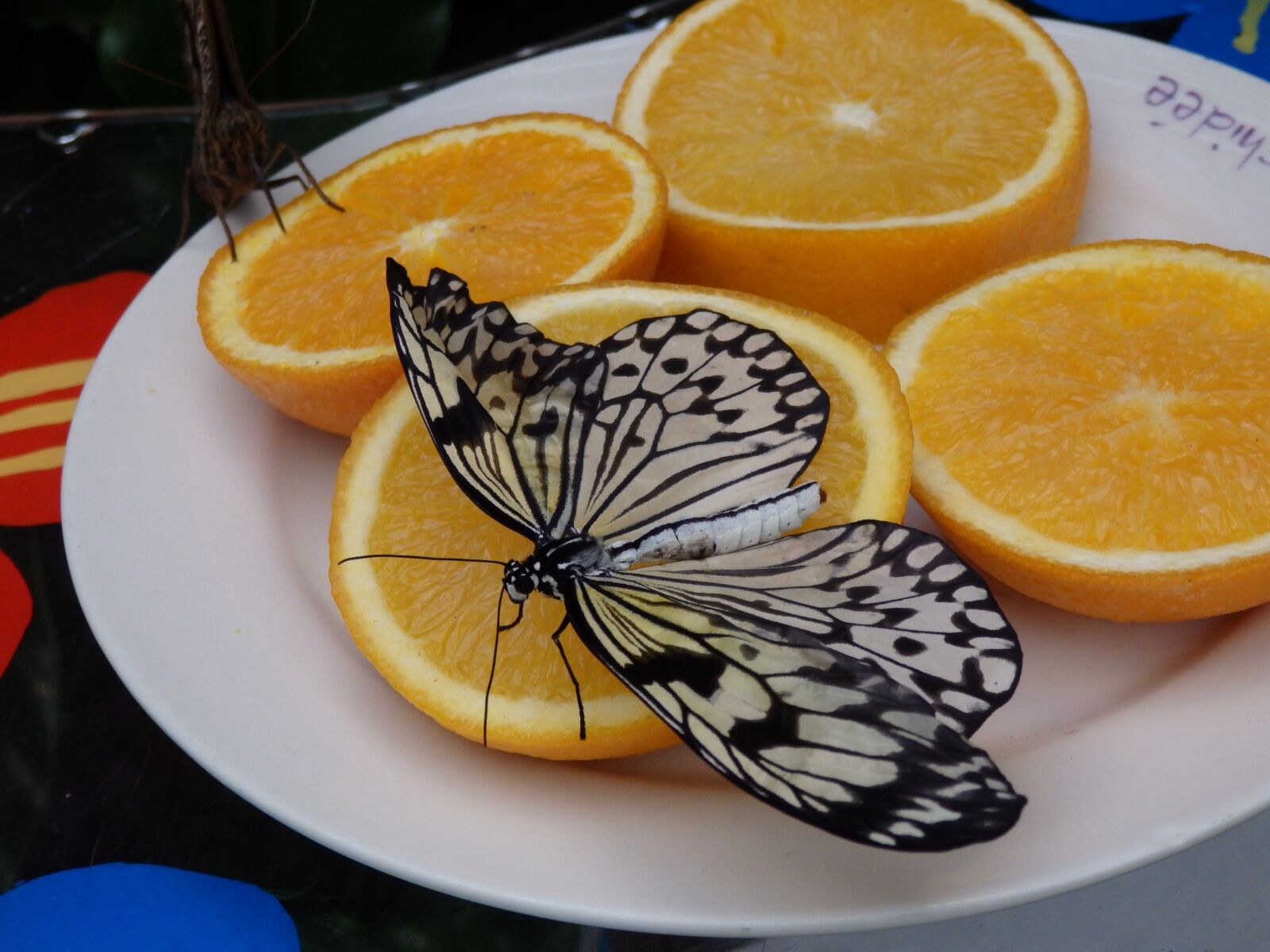 Olympus SZ-16,DZ-105 sample photo. Butterfly, bug, nature photography