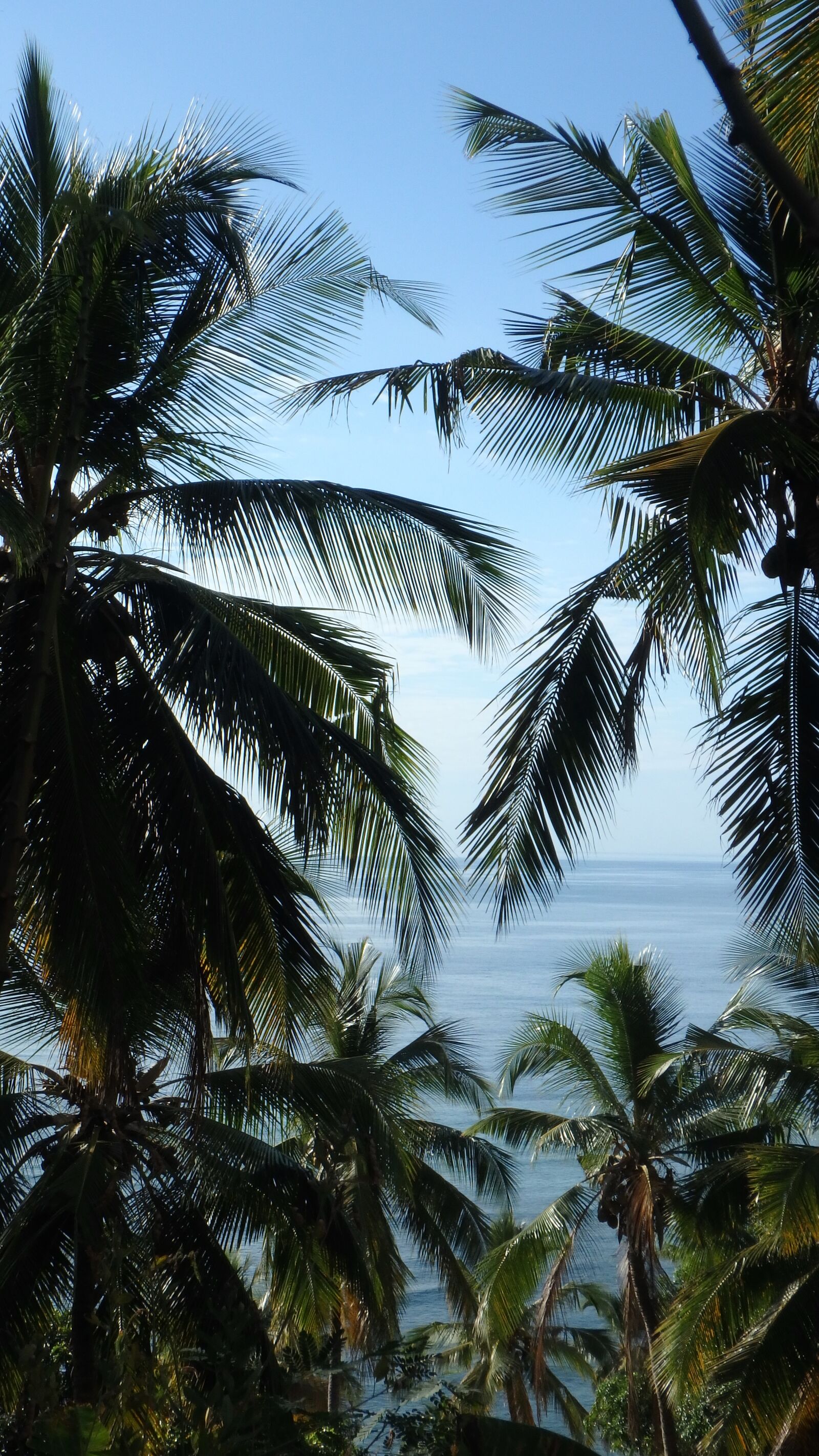 Olympus TG-860 sample photo. Palm trees, ocean, mayotte photography