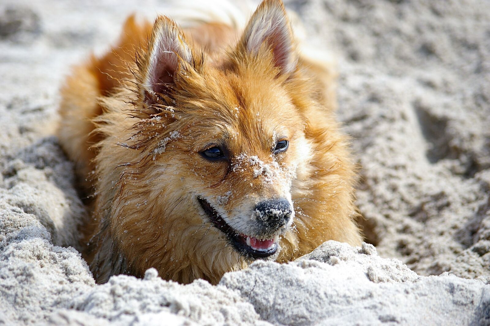 Pentax *ist DL sample photo. Dog, tip, shiba photography