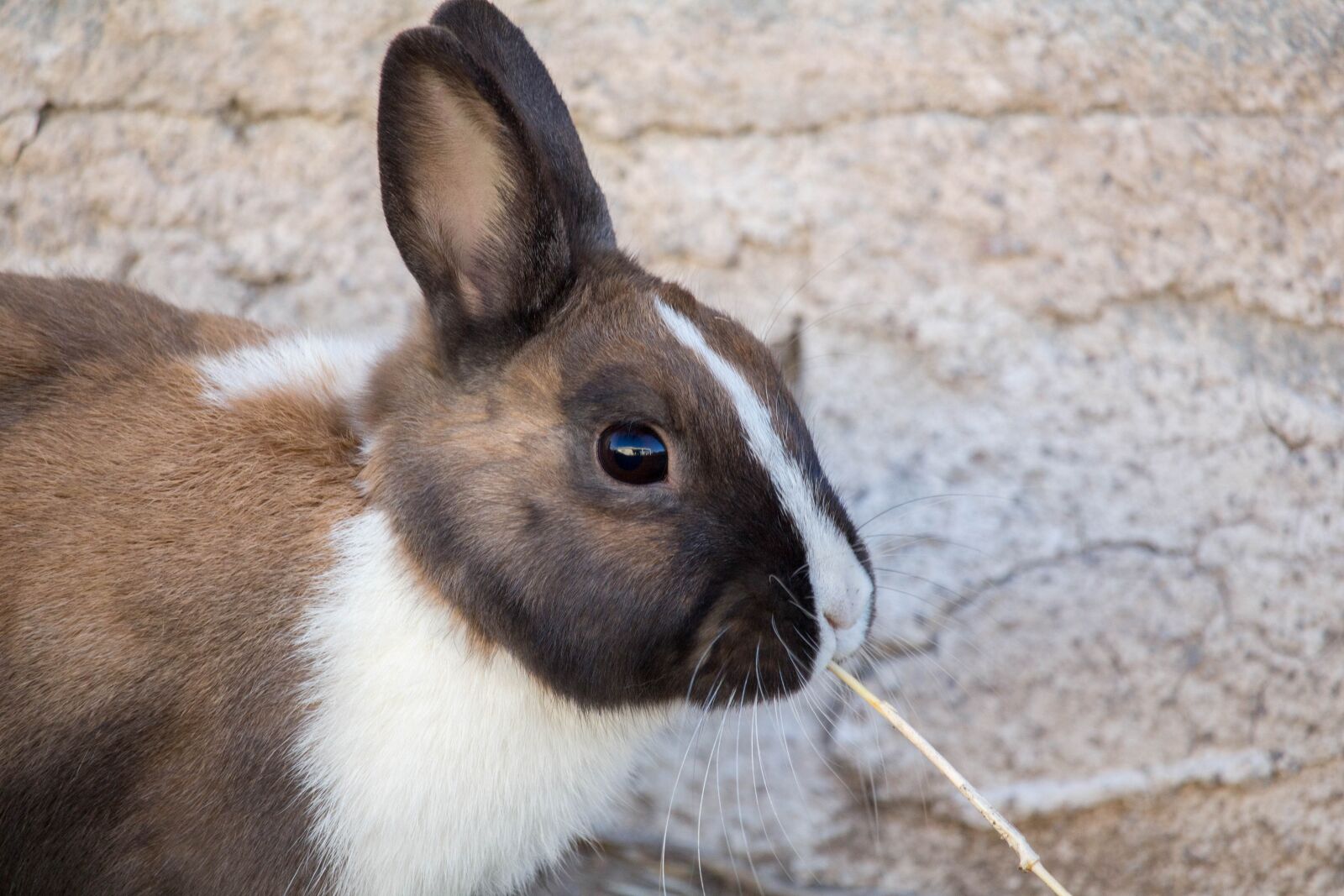 Canon EOS 700D (EOS Rebel T5i / EOS Kiss X7i) sample photo. Animal, cute, mammal photography