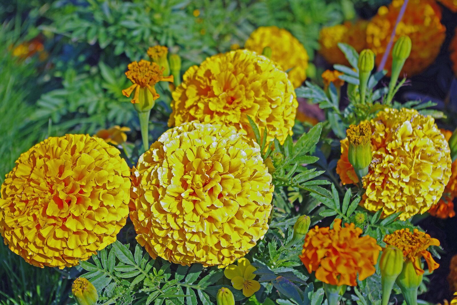 Pentax K-S2 sample photo. Flower garden, plant, yellow photography