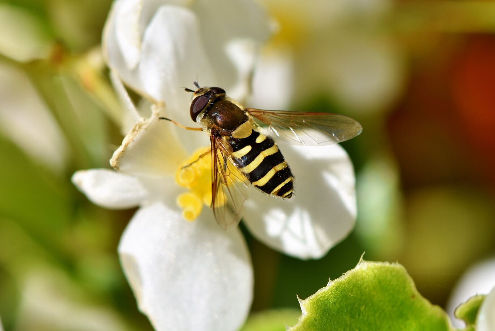 Nikon D7200 sample photo. Hoverfly, schwirrfliege, standing fly photography