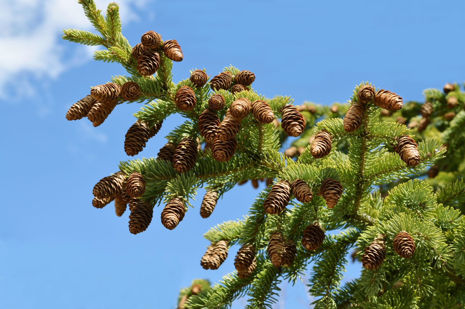 Nikon D3200 sample photo. Pine cones, tree, evergreen photography