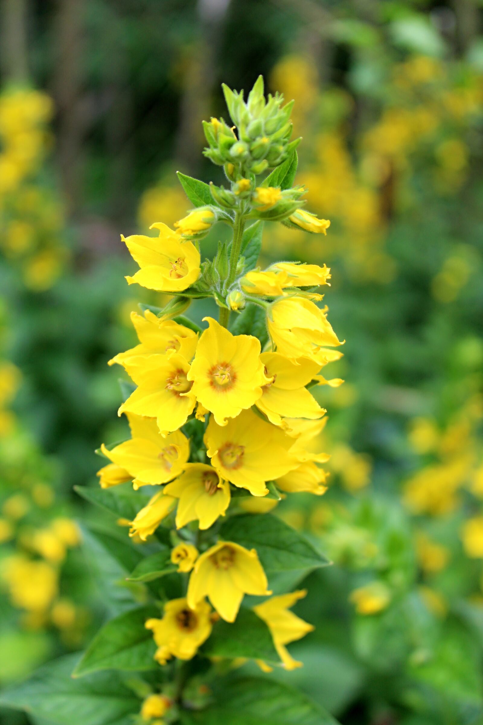Canon EOS 1300D (EOS Rebel T6 / EOS Kiss X80) sample photo. Plant, garden, yellow photography