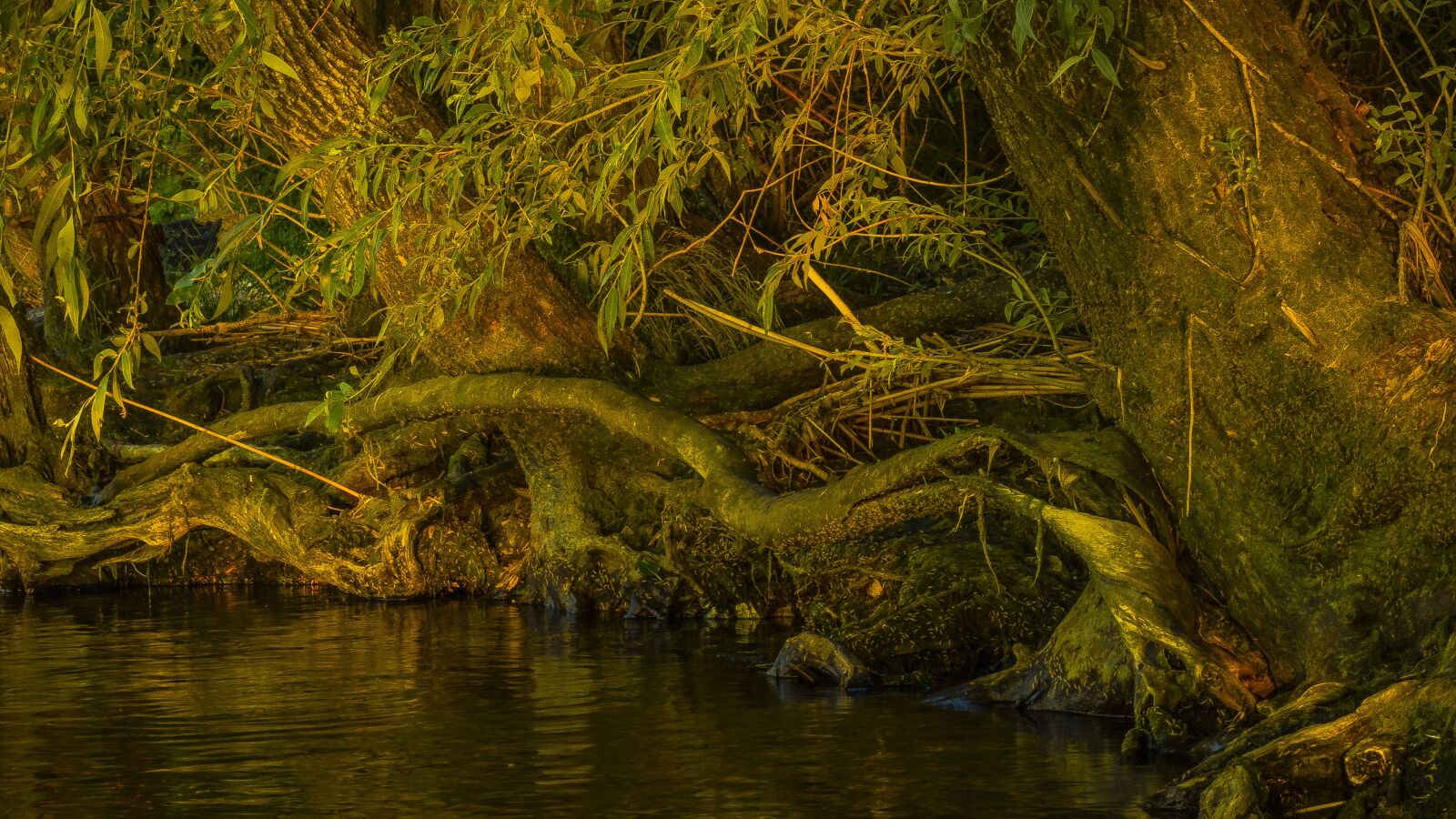 Sony Cyber-shot DSC-RX100 sample photo. Nature, water, wood photography