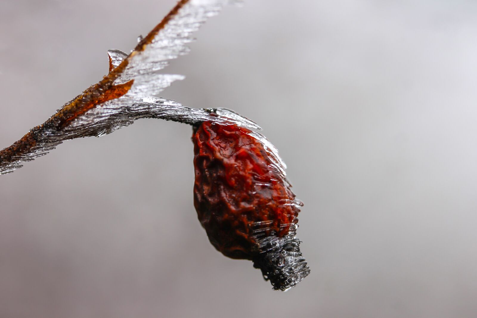 Canon EF-S 60mm F2.8 Macro USM sample photo. Rosehips, ice, winter photography