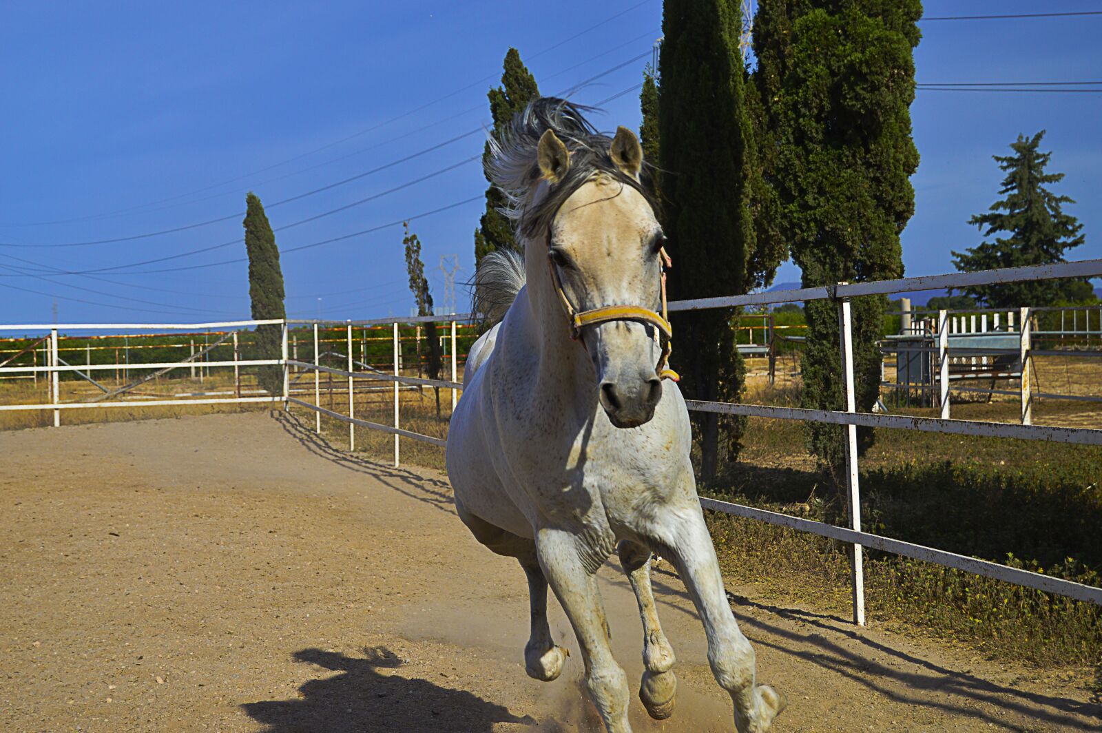 Nikon D3200 sample photo. White horse, horse trotting photography